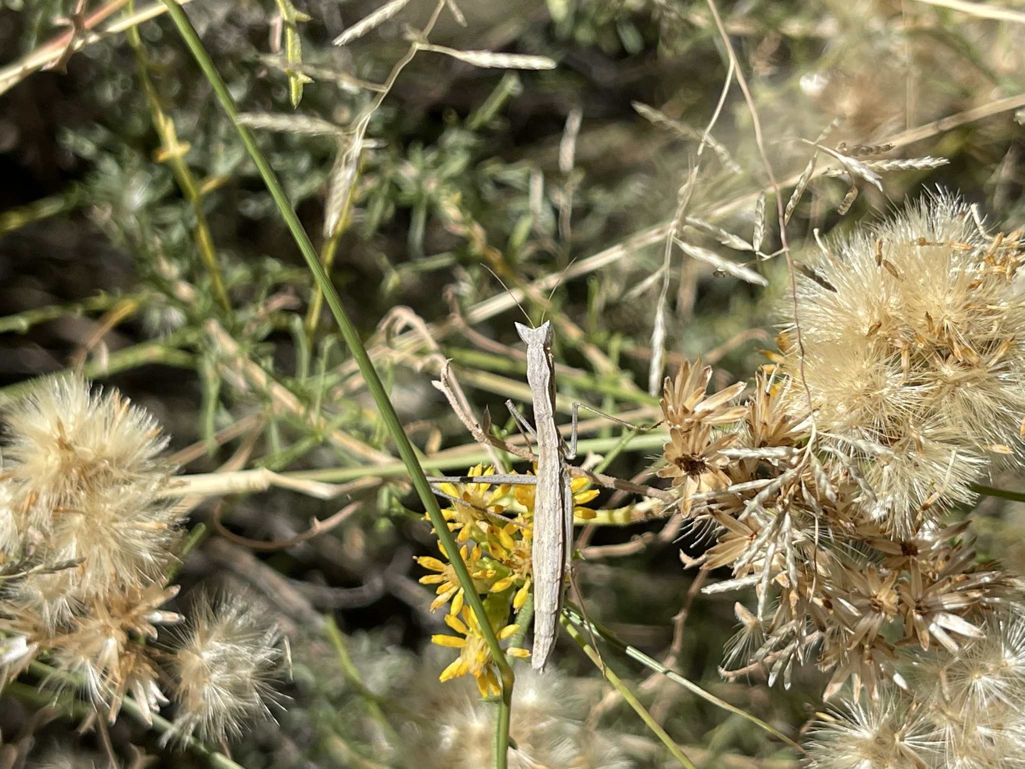 Sophronica