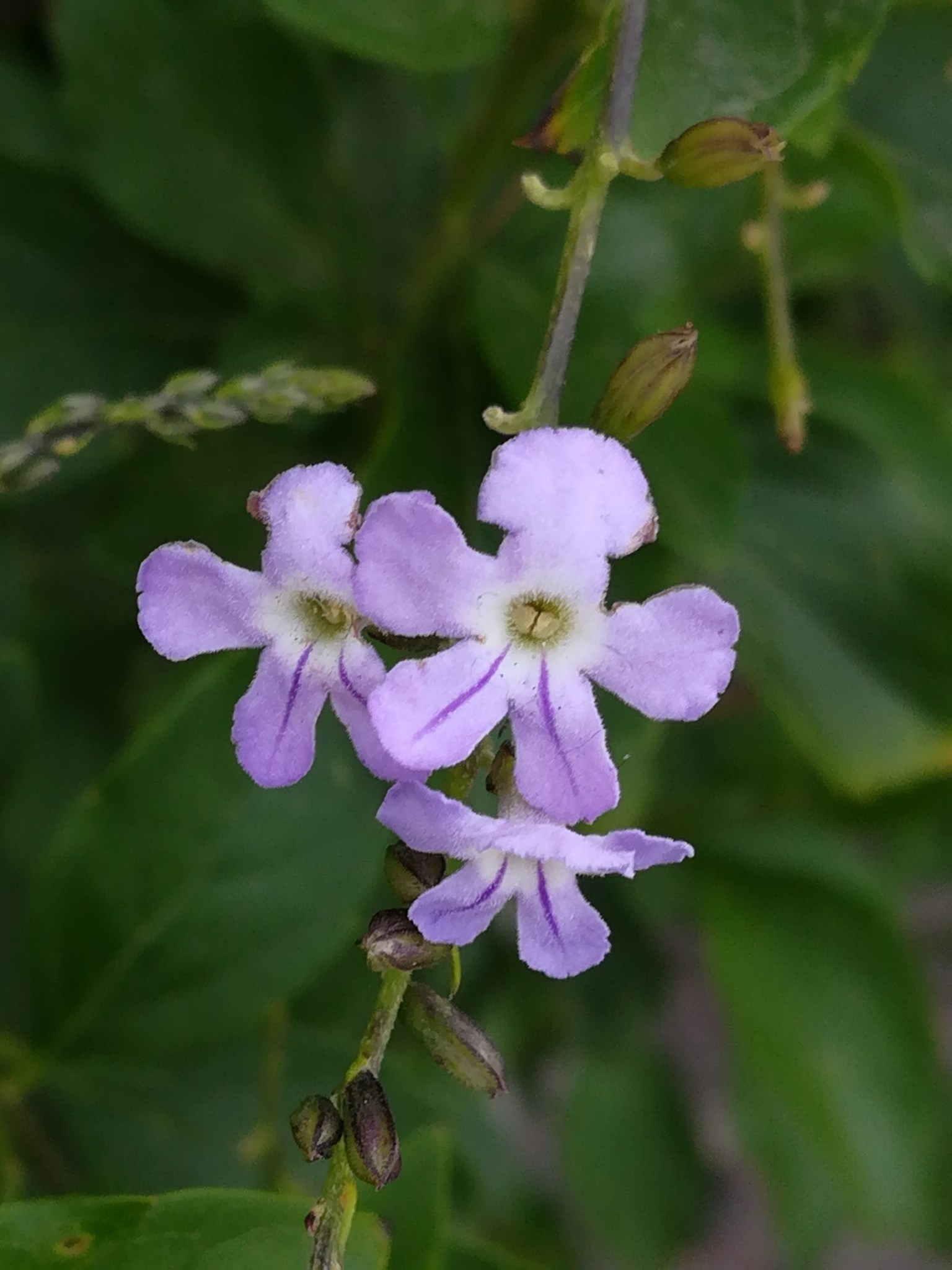 Duranta erecta