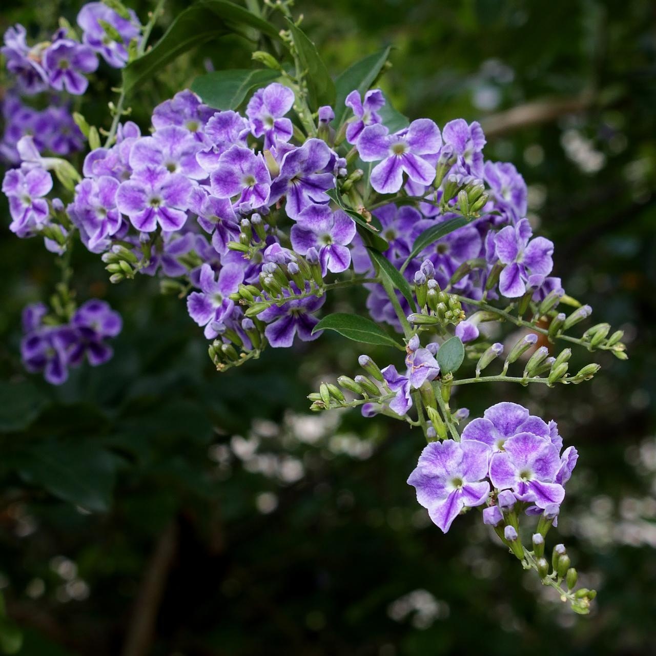 Duranta erecta