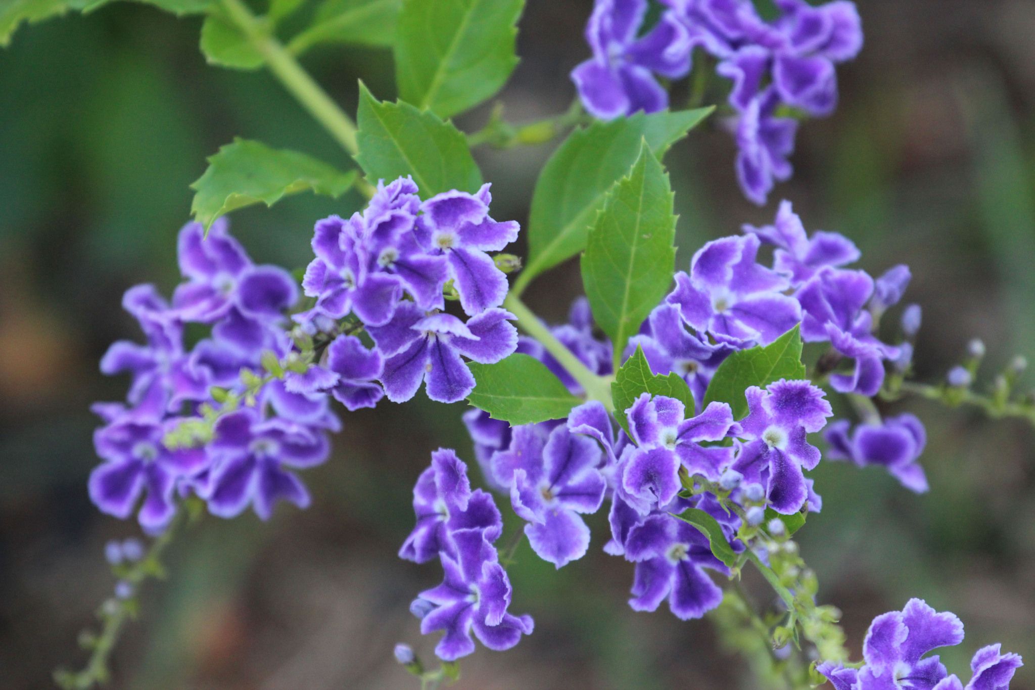 Duranta erecta
