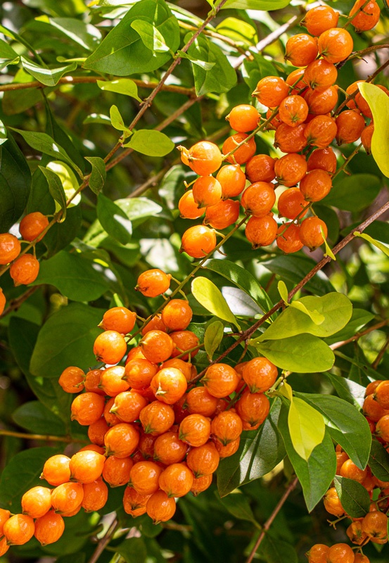 Duranta erecta