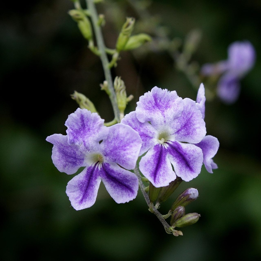 Duranta erecta