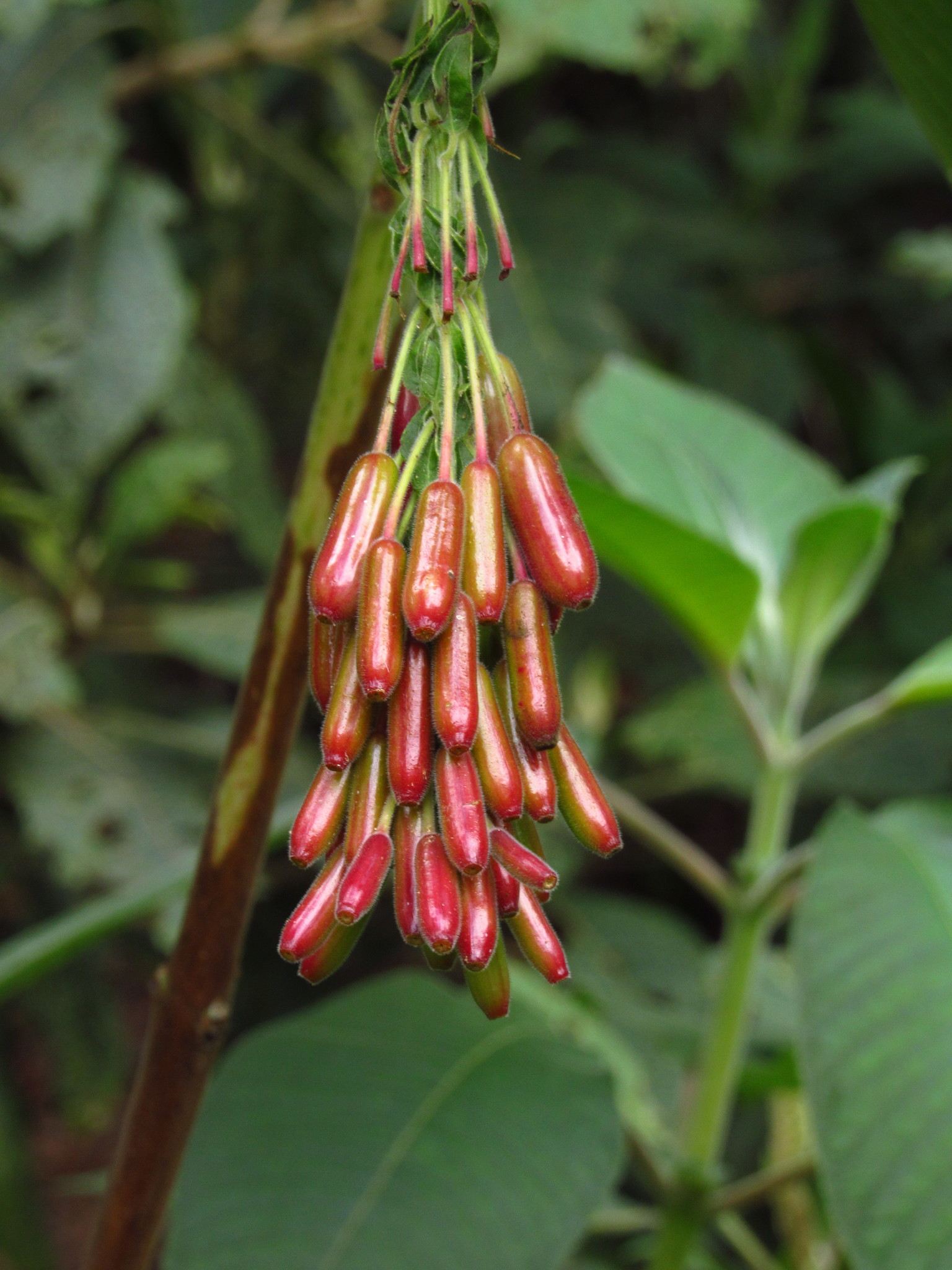Fuchsia boliviana