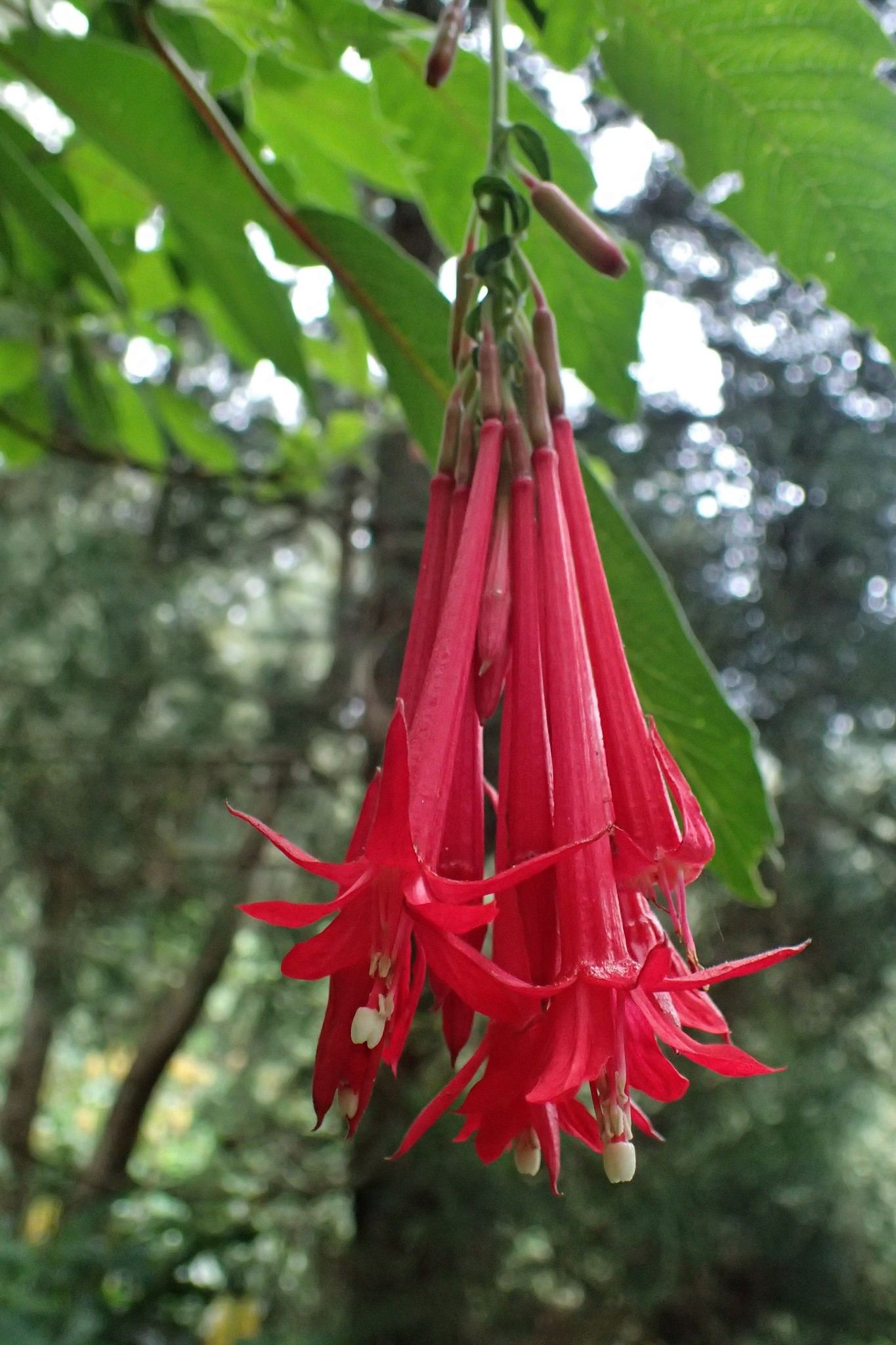 Fuchsia boliviana
