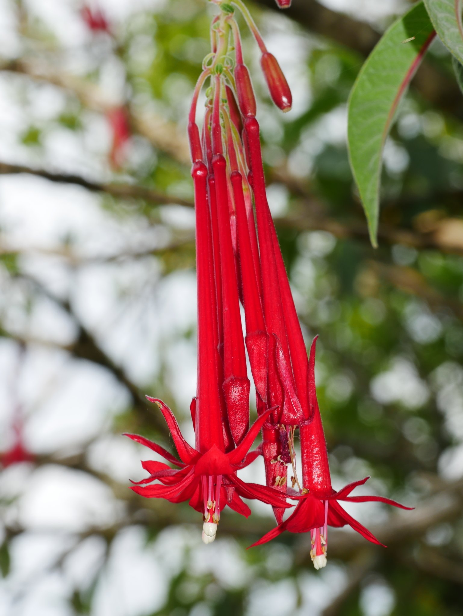 Fuchsia boliviana