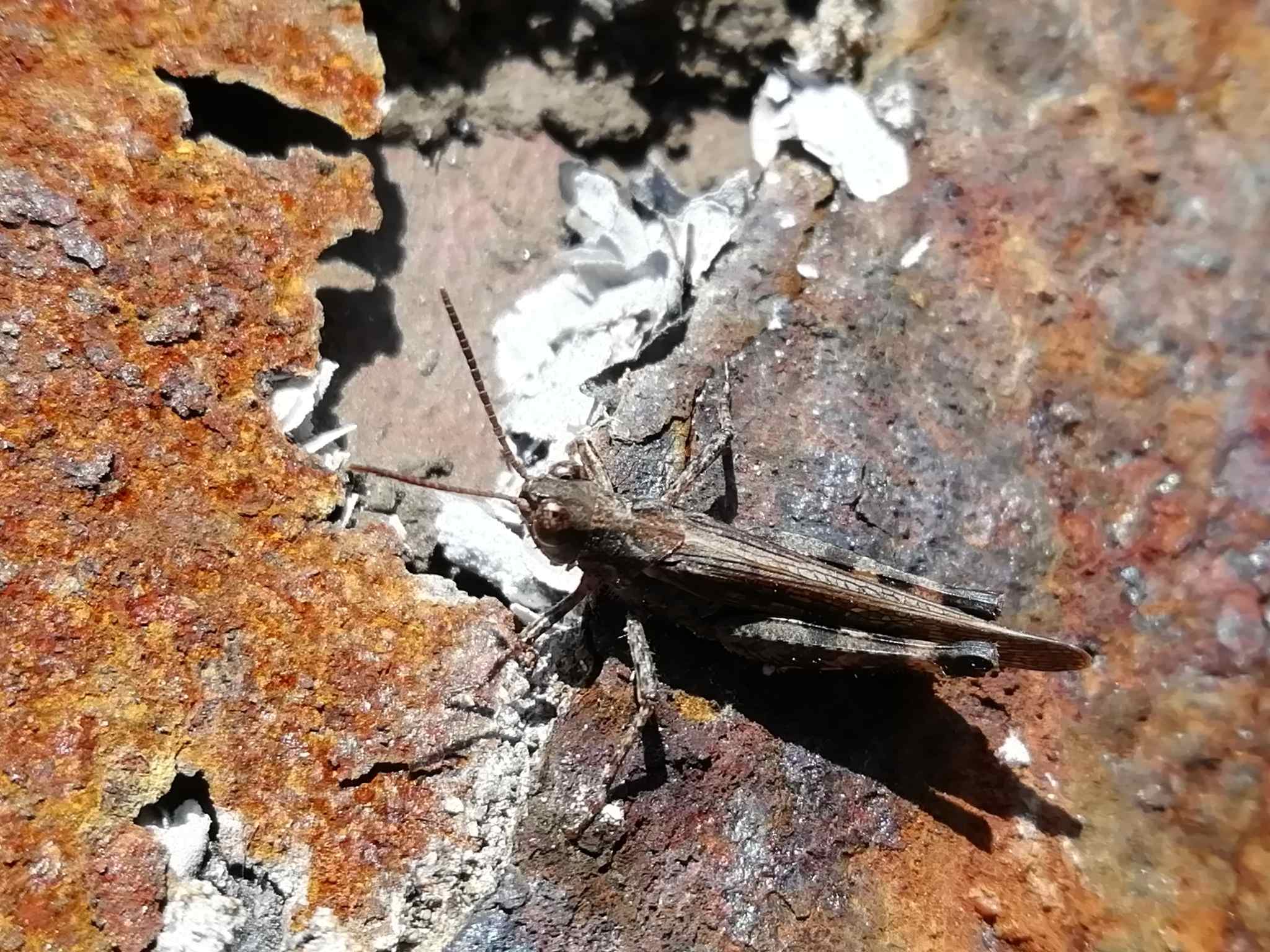 Epacromius