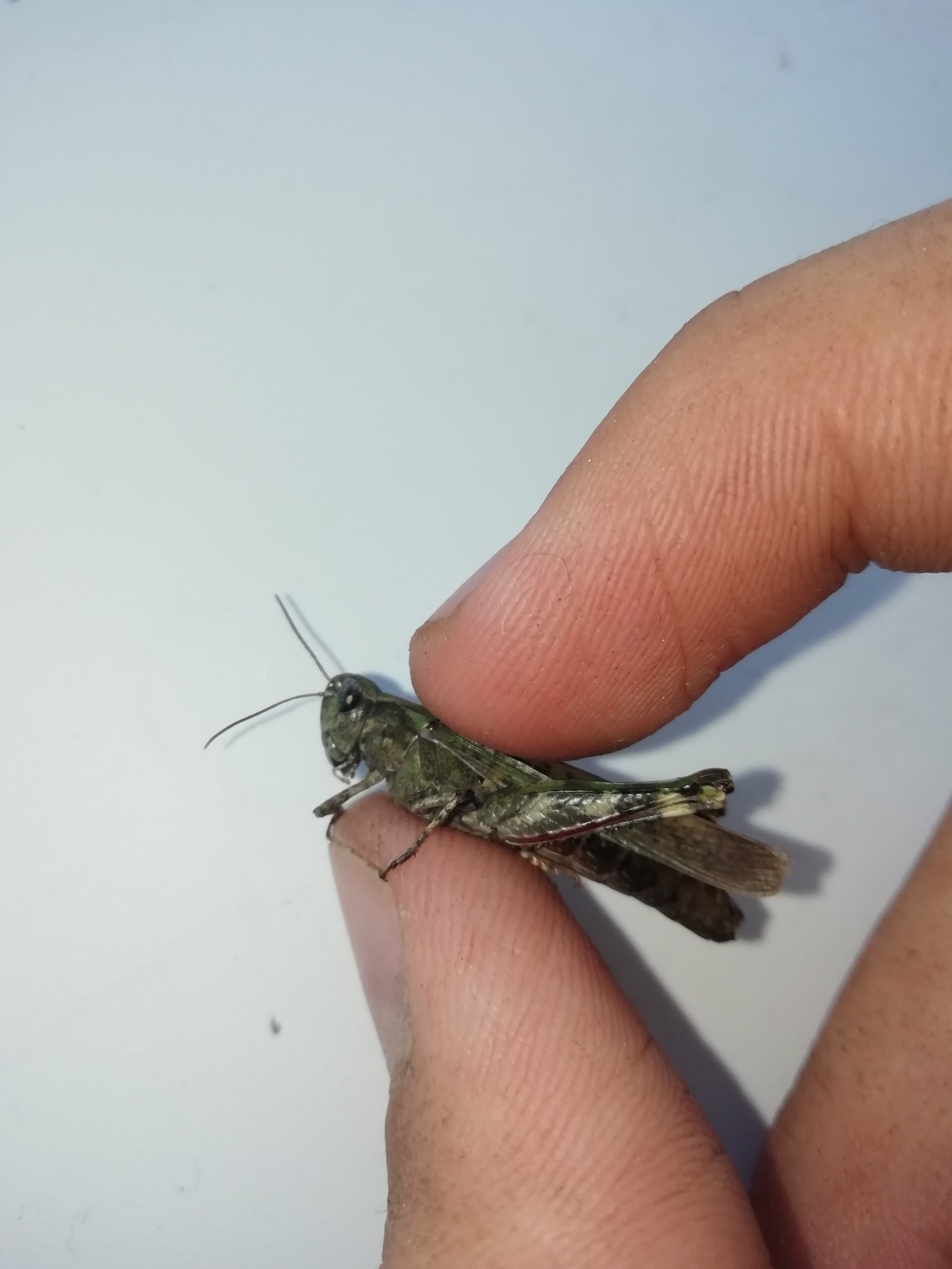 Epacromius