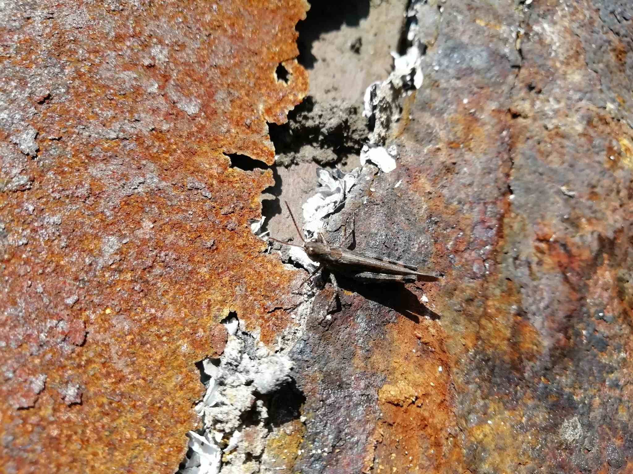 Epacromius