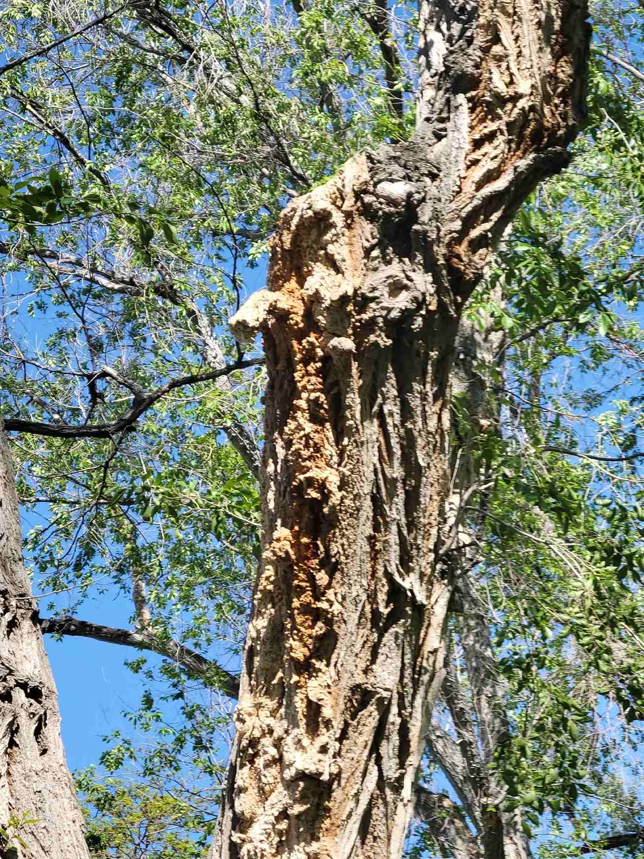 Enterobacter cloacae