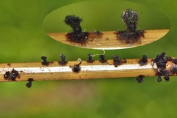 Chaetomium elatum