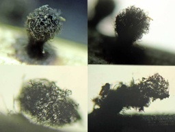 Chaetomium elatum