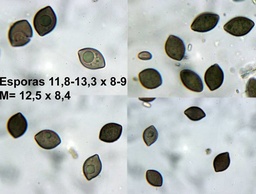 Chaetomium elatum