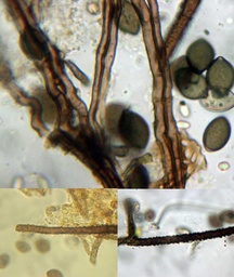 Chaetomium elatum