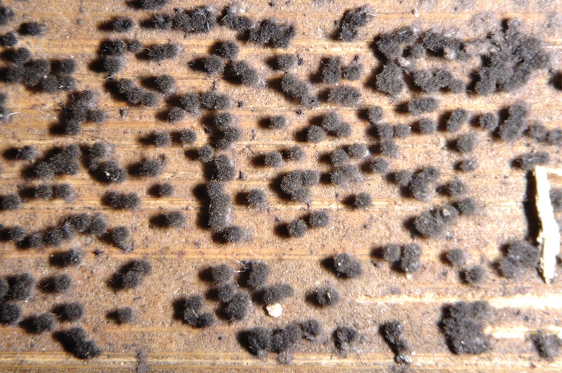 Chaetomium elatum