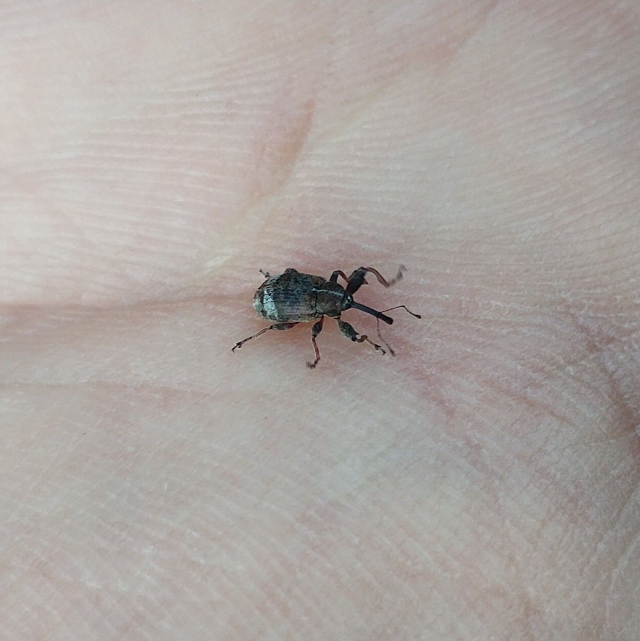 Anthonomus pyri