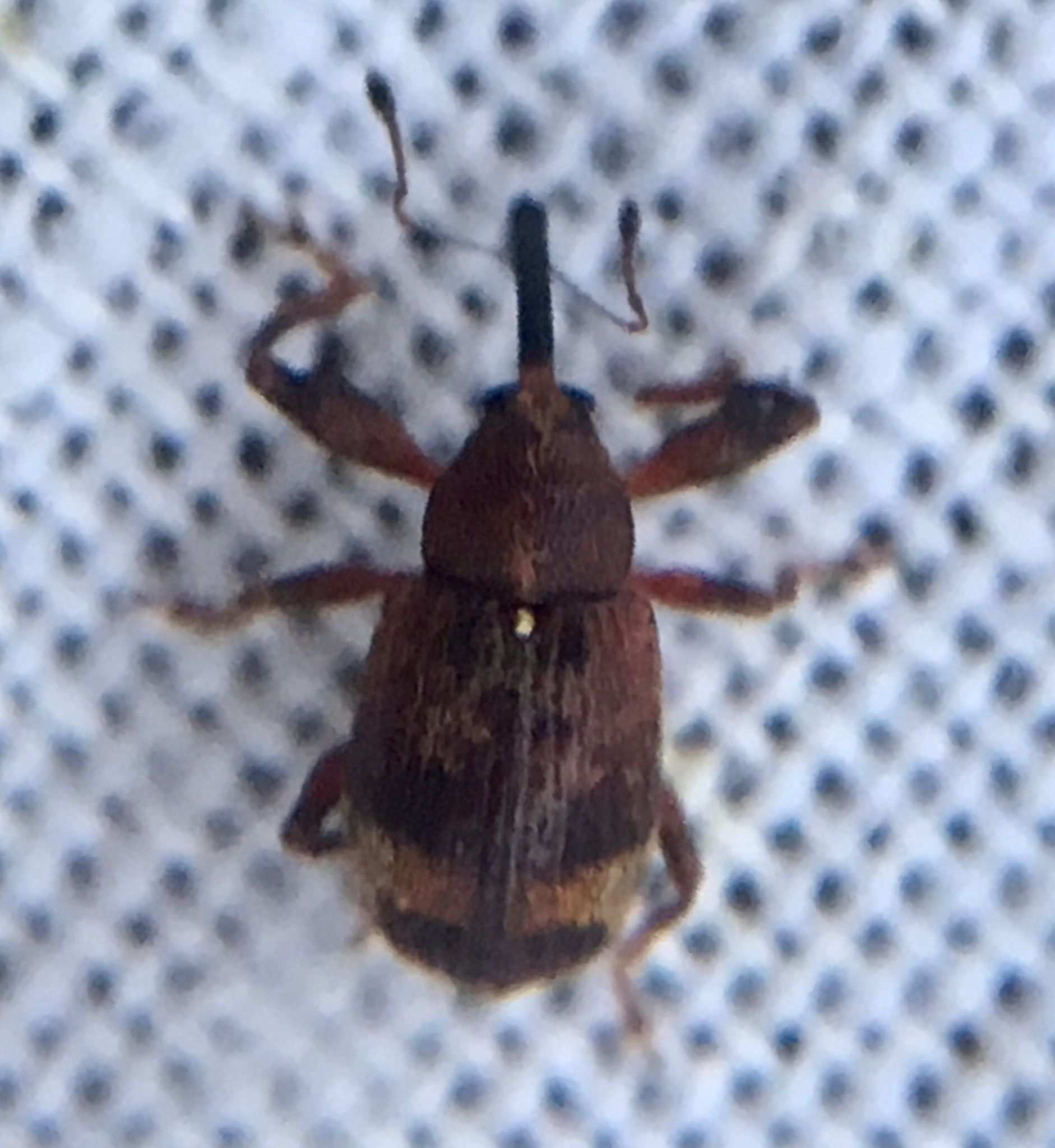 Anthonomus pyri