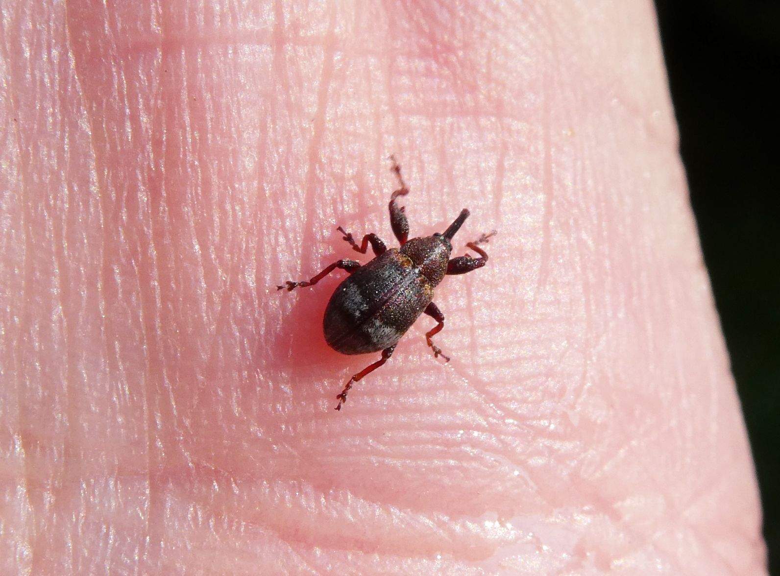 Anthonomus pyri