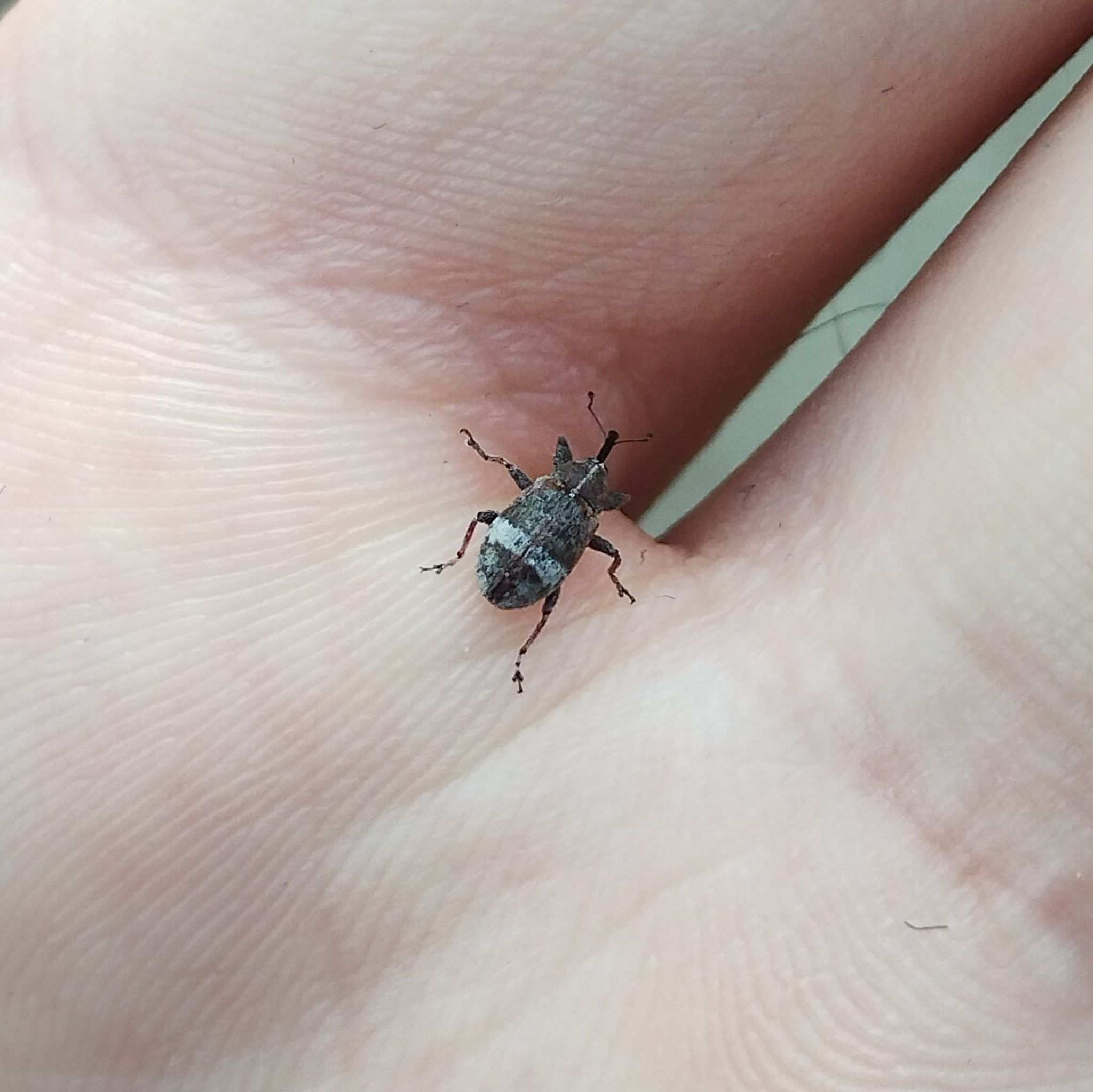 Anthonomus pyri