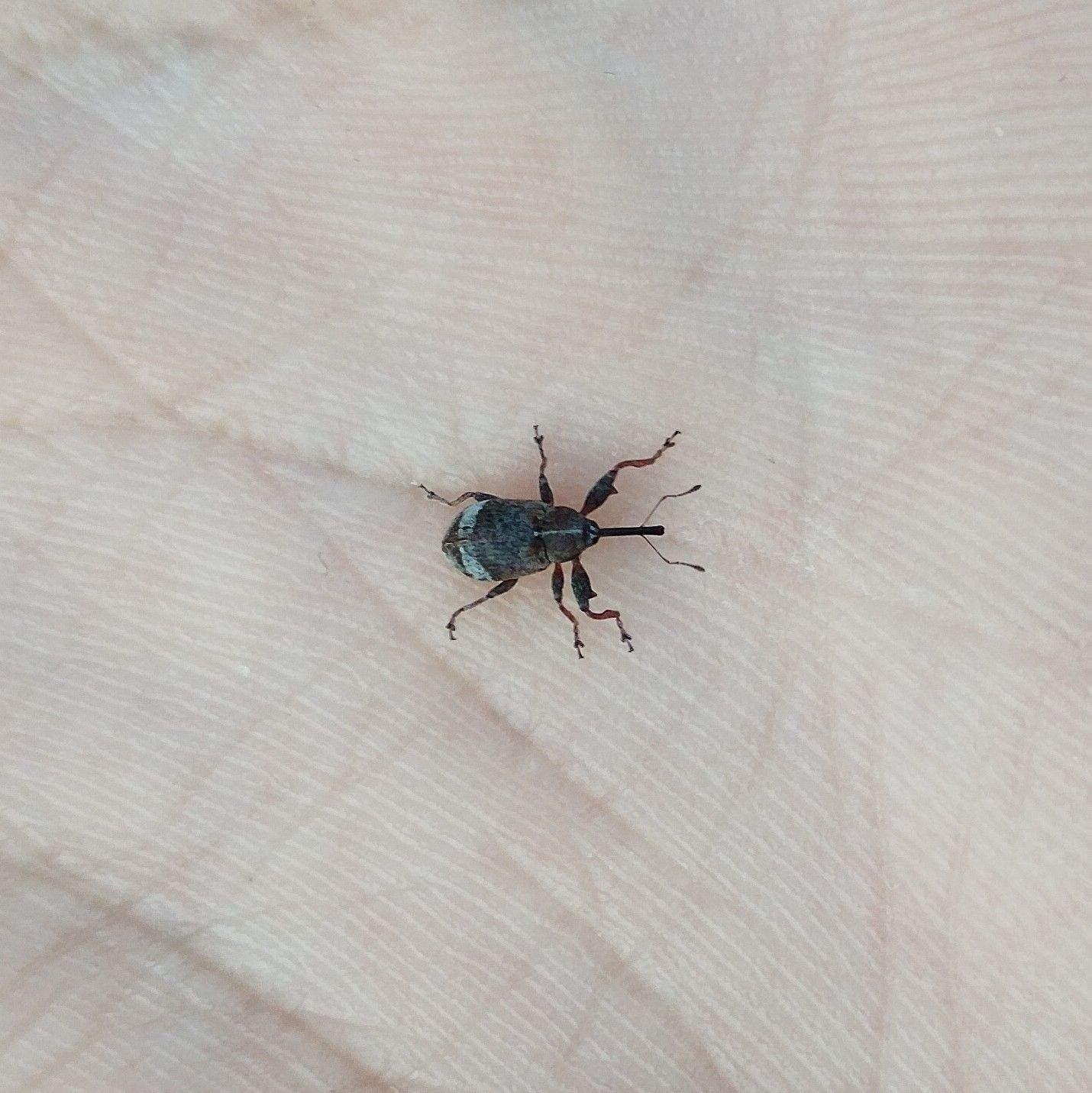 Anthonomus pyri