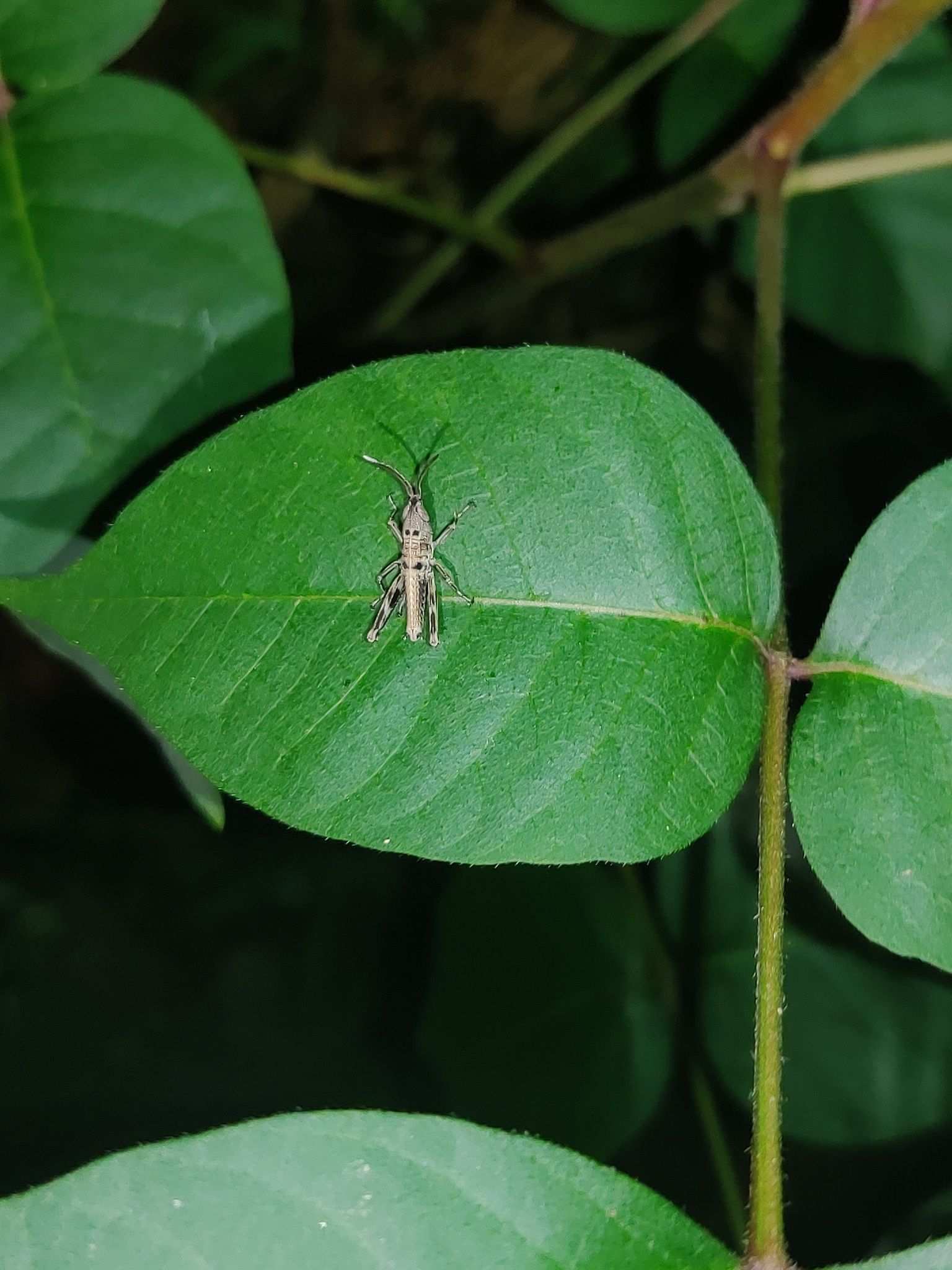 Ceracris kiangsu