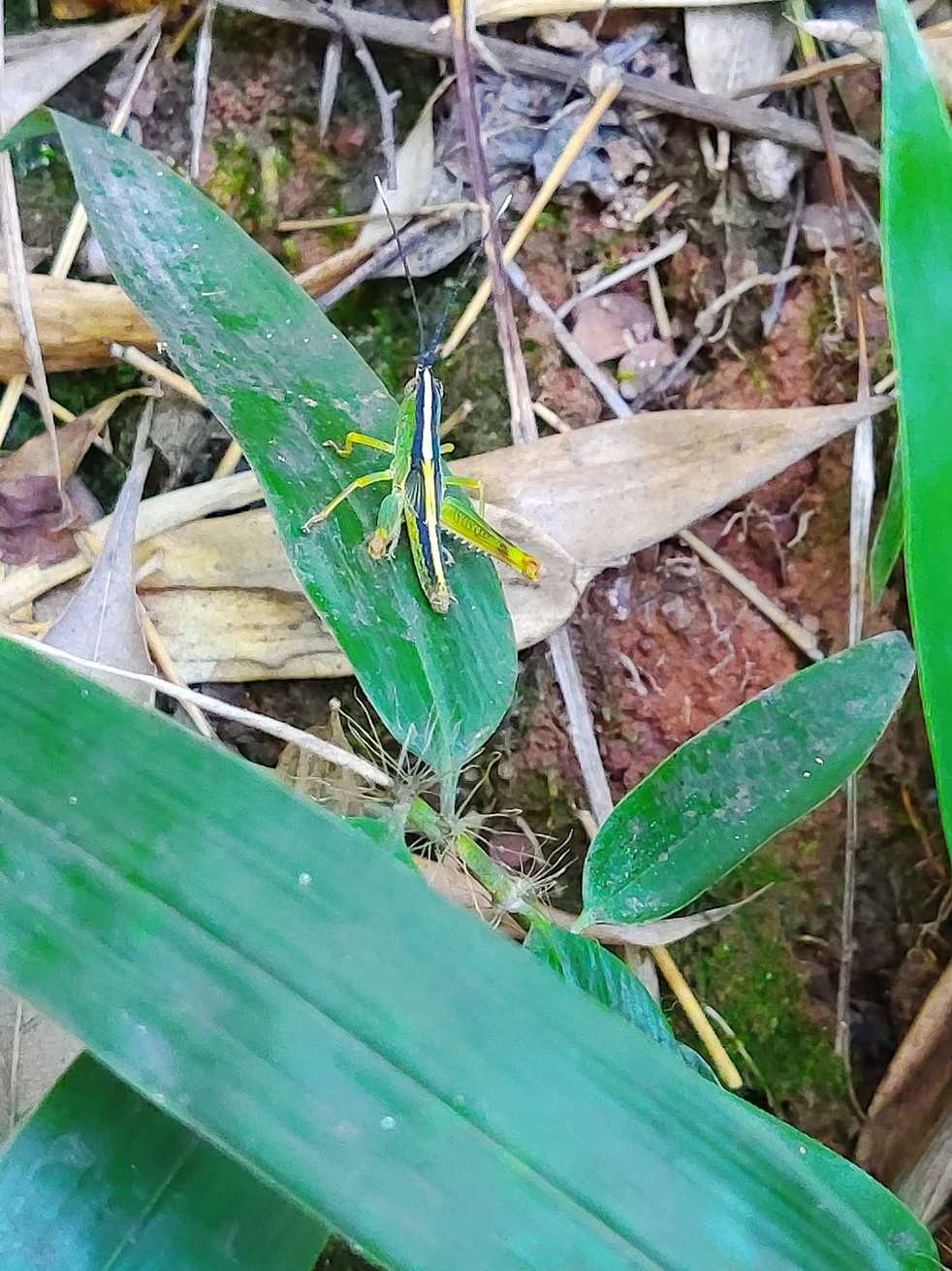 Ceracris kiangsu