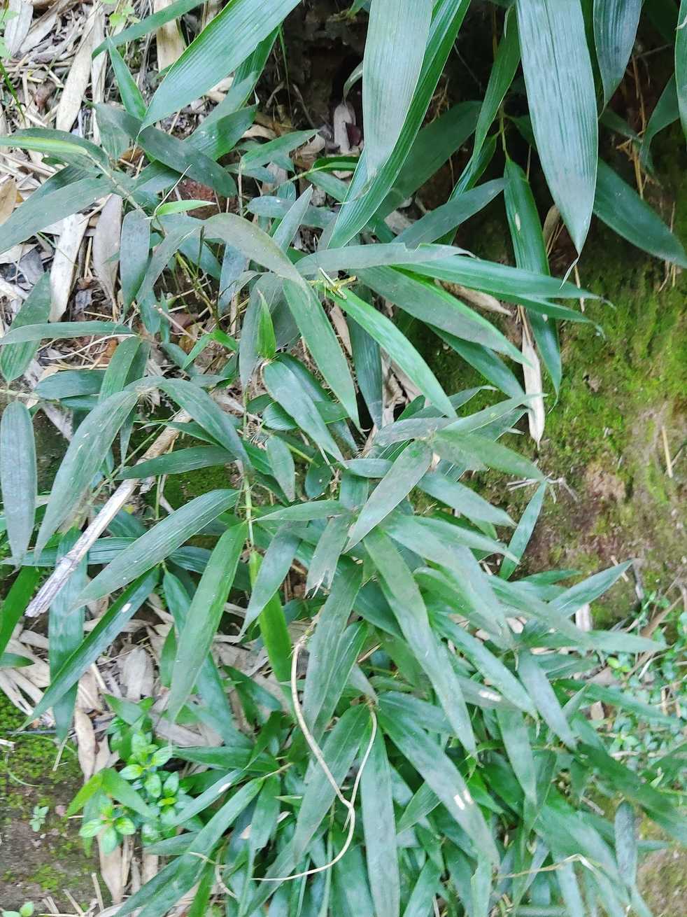 Ceracris kiangsu