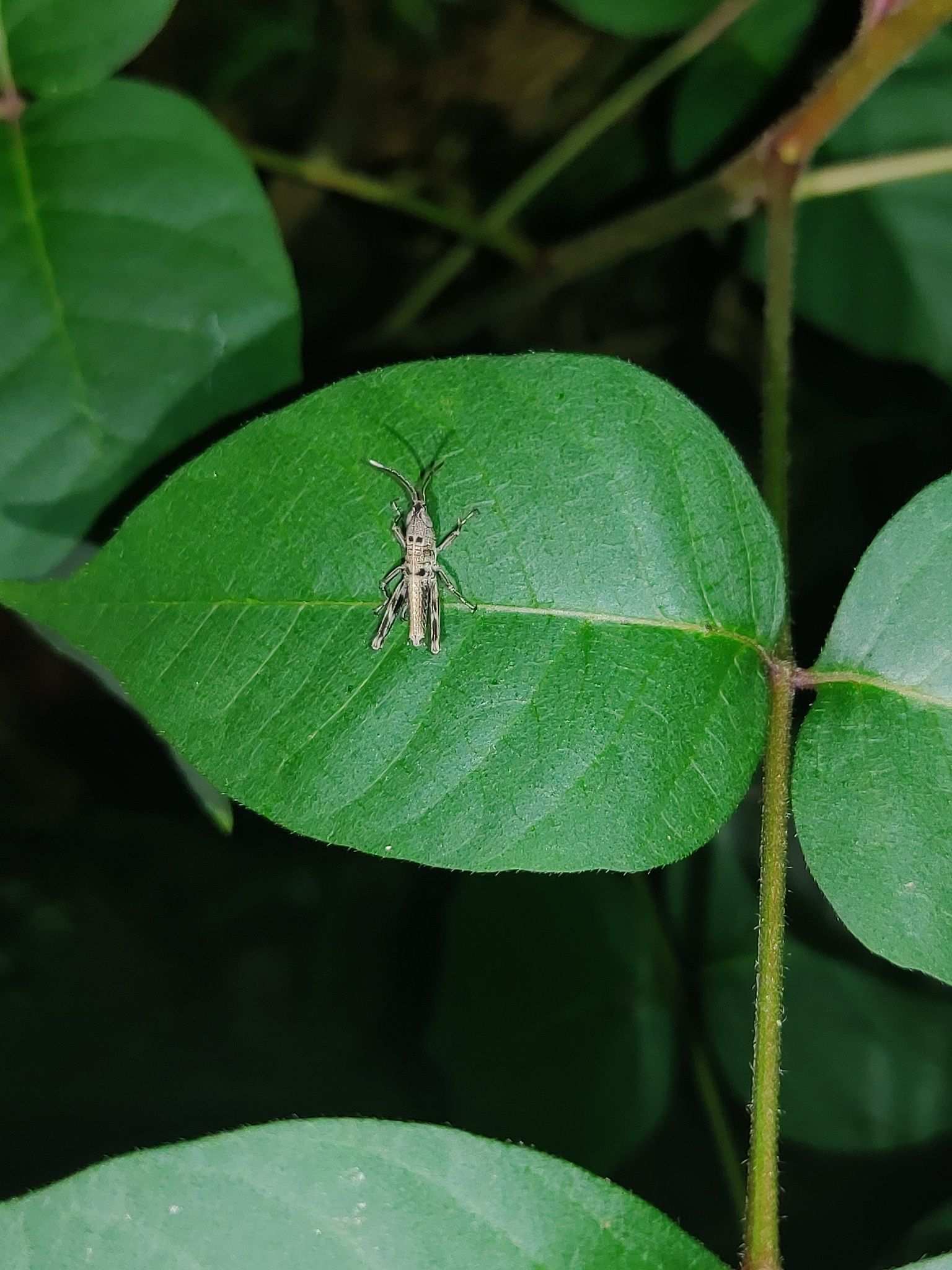 Ceracris kiangsu