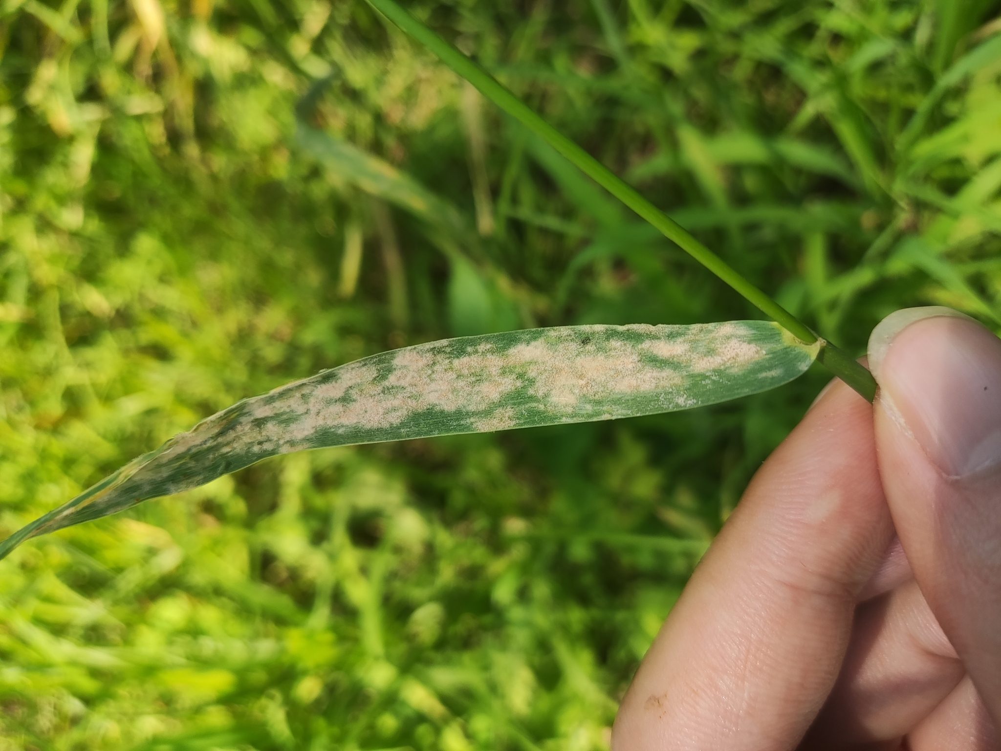Blumeria graminis