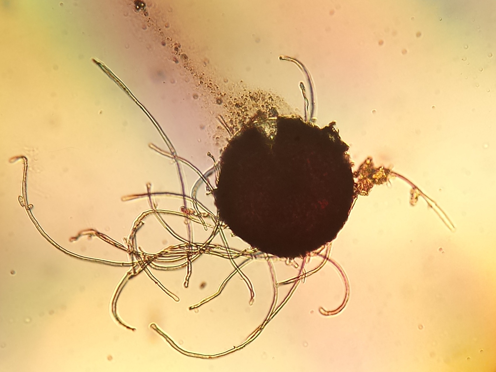 Blumeria graminis