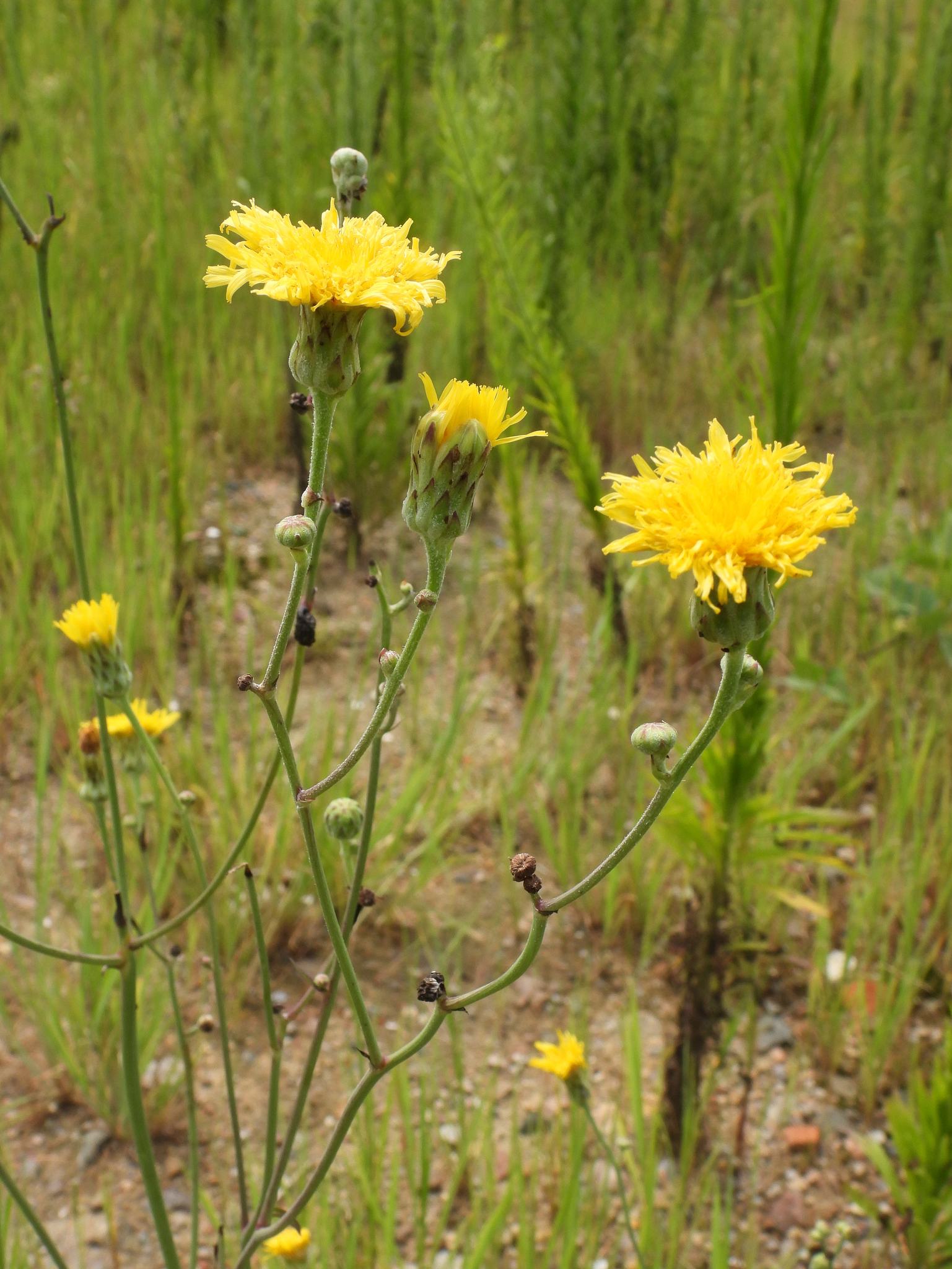 Sonchus brachyotus