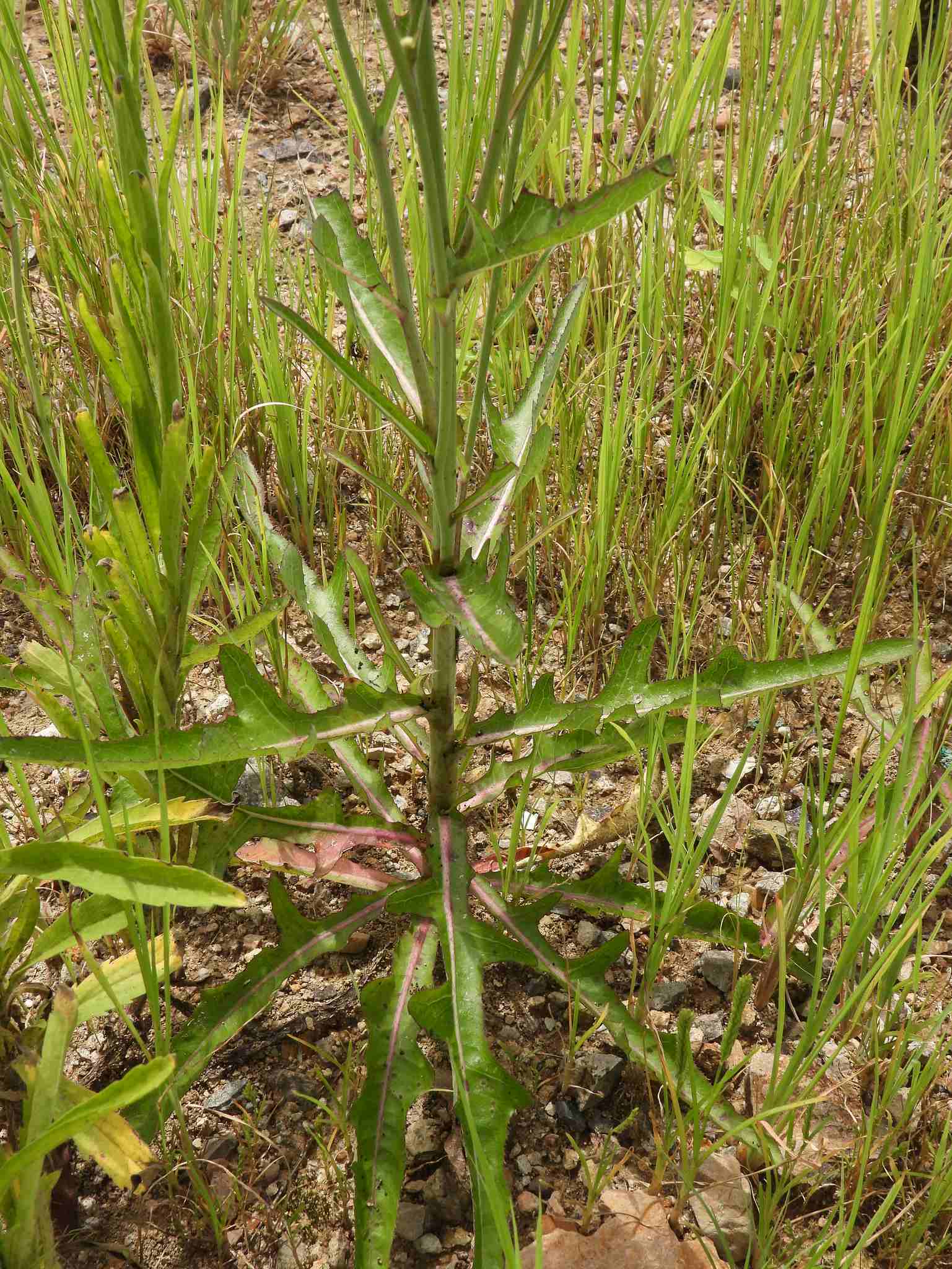Sonchus brachyotus