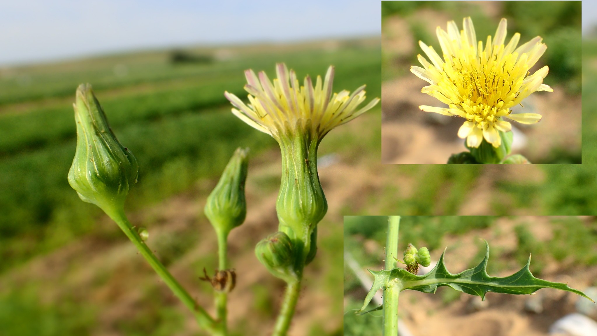 Sonchus brachyotus