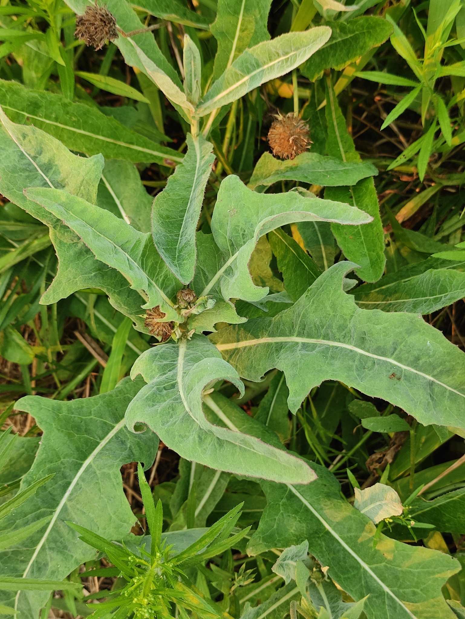 Sonchus brachyotus