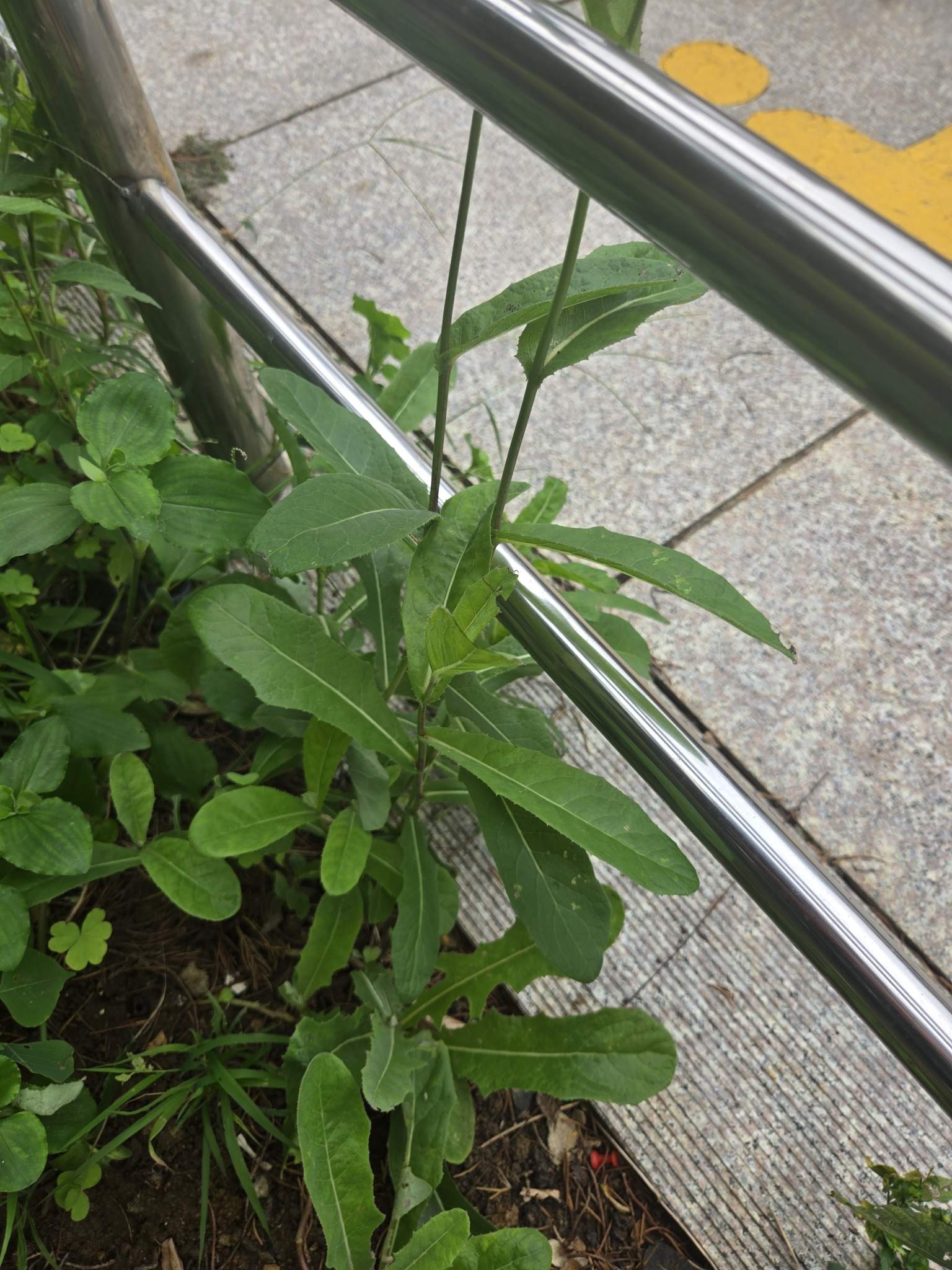 Sonchus brachyotus