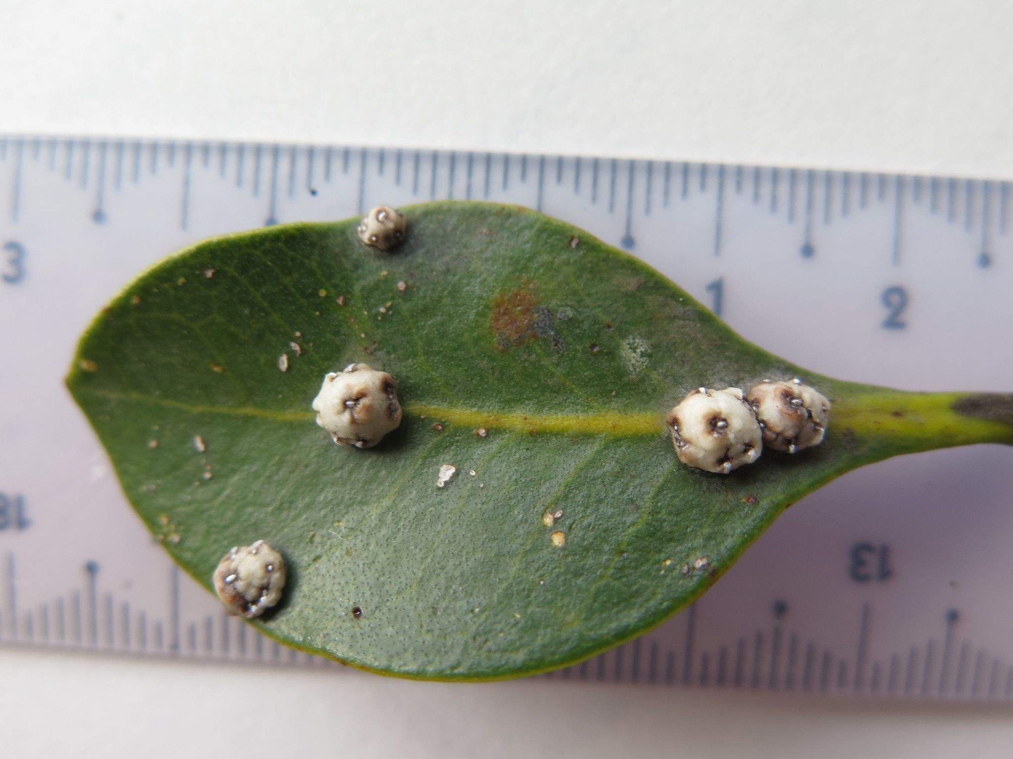 Ceroplastes sinensis