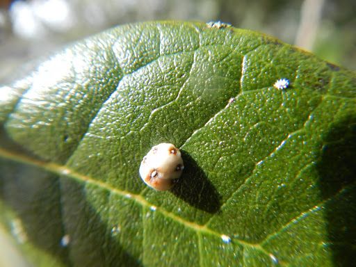 Ceroplastes sinensis