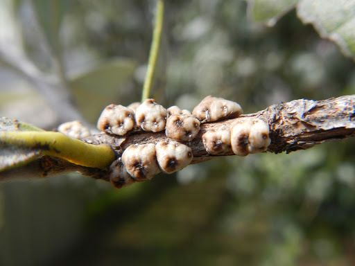 Ceroplastes sinensis