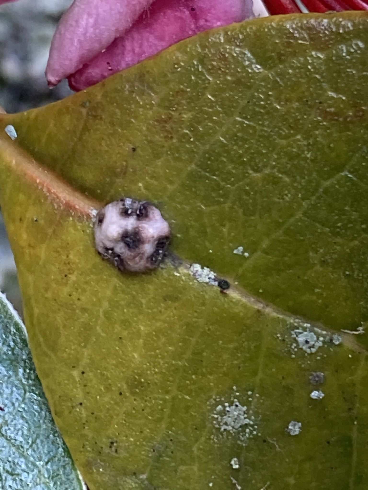 Ceroplastes sinensis