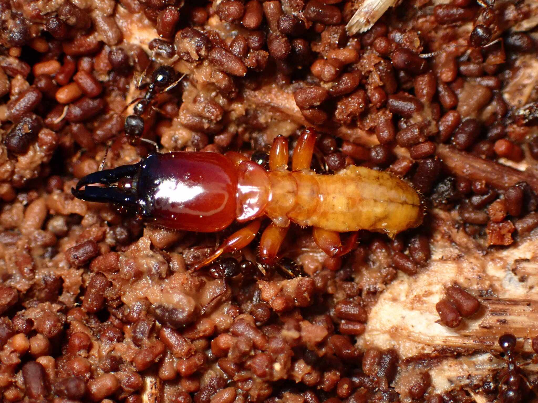 Zootermopsis angusticollis
