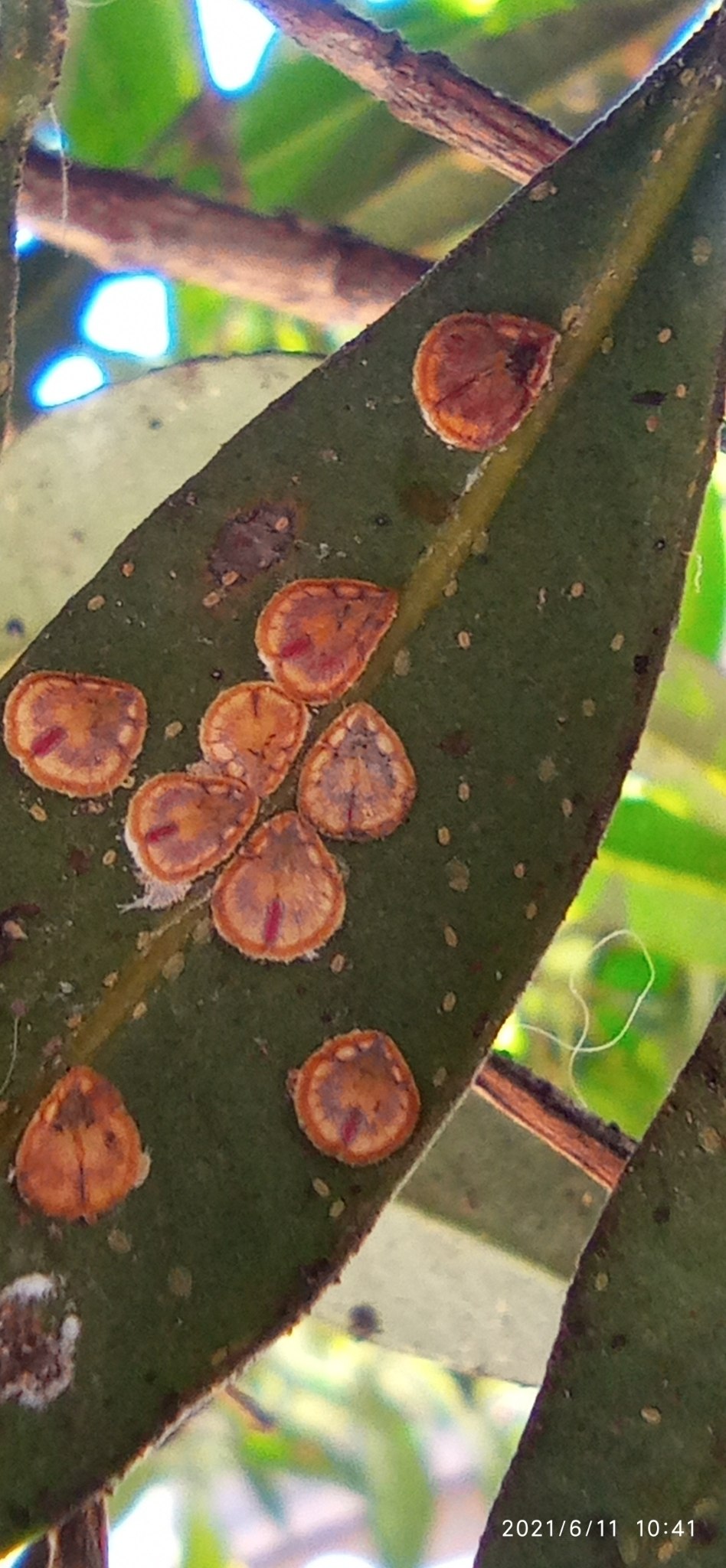 Protopulvinaria pyriformis