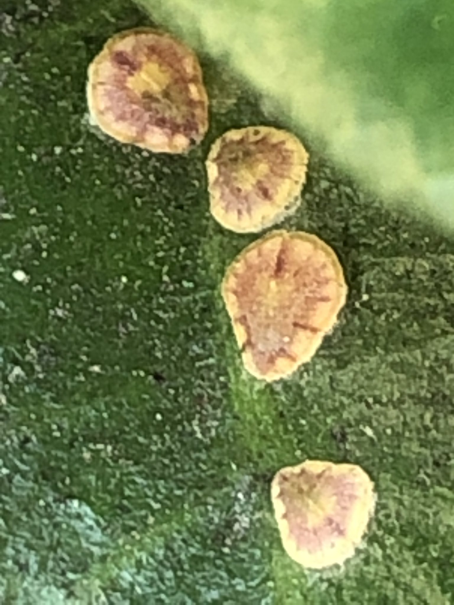 Protopulvinaria pyriformis