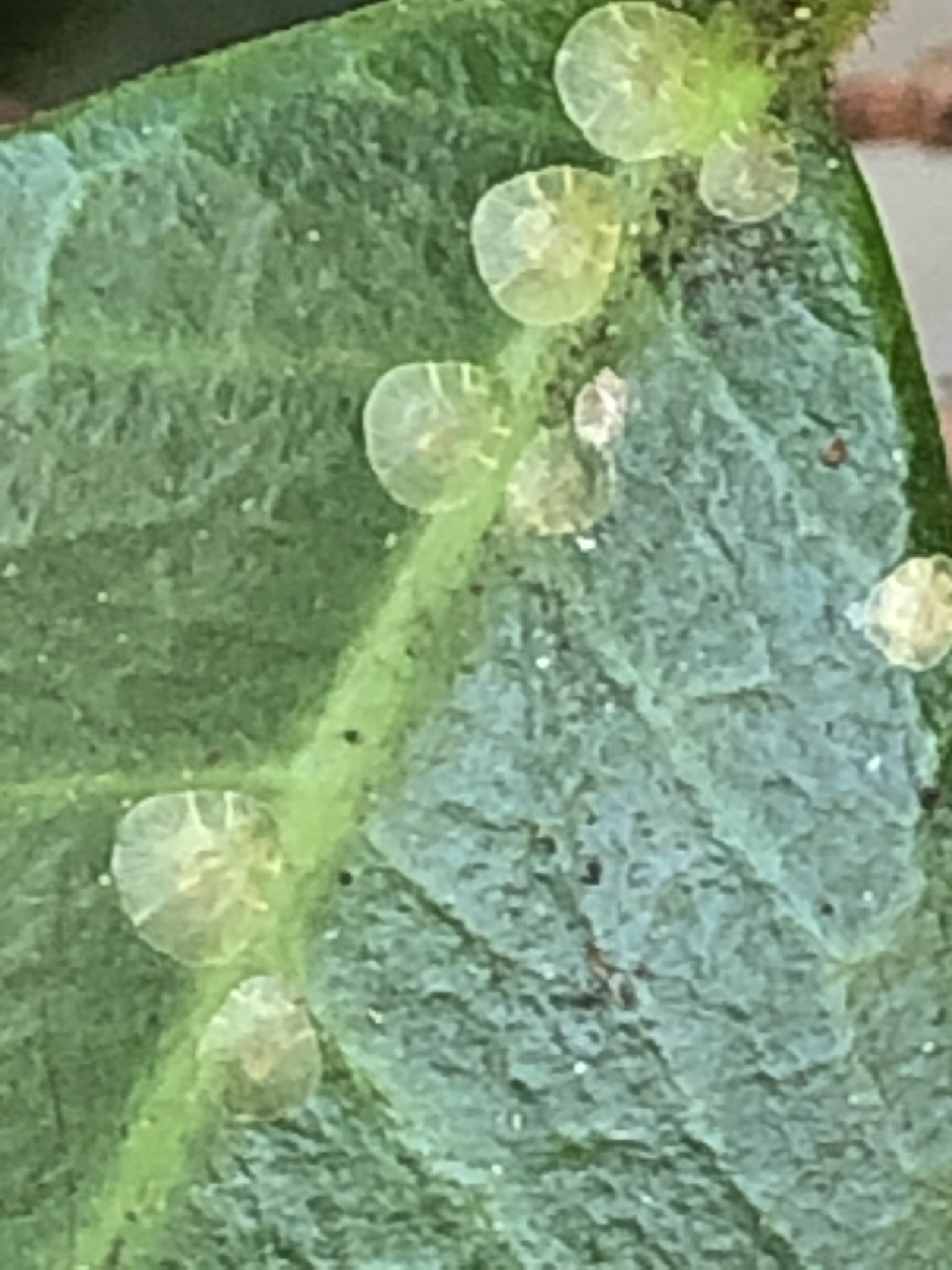 Protopulvinaria pyriformis