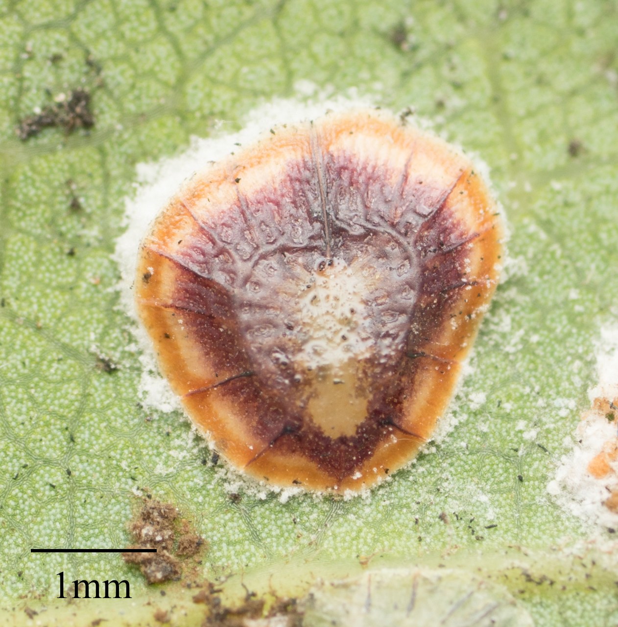 Protopulvinaria pyriformis