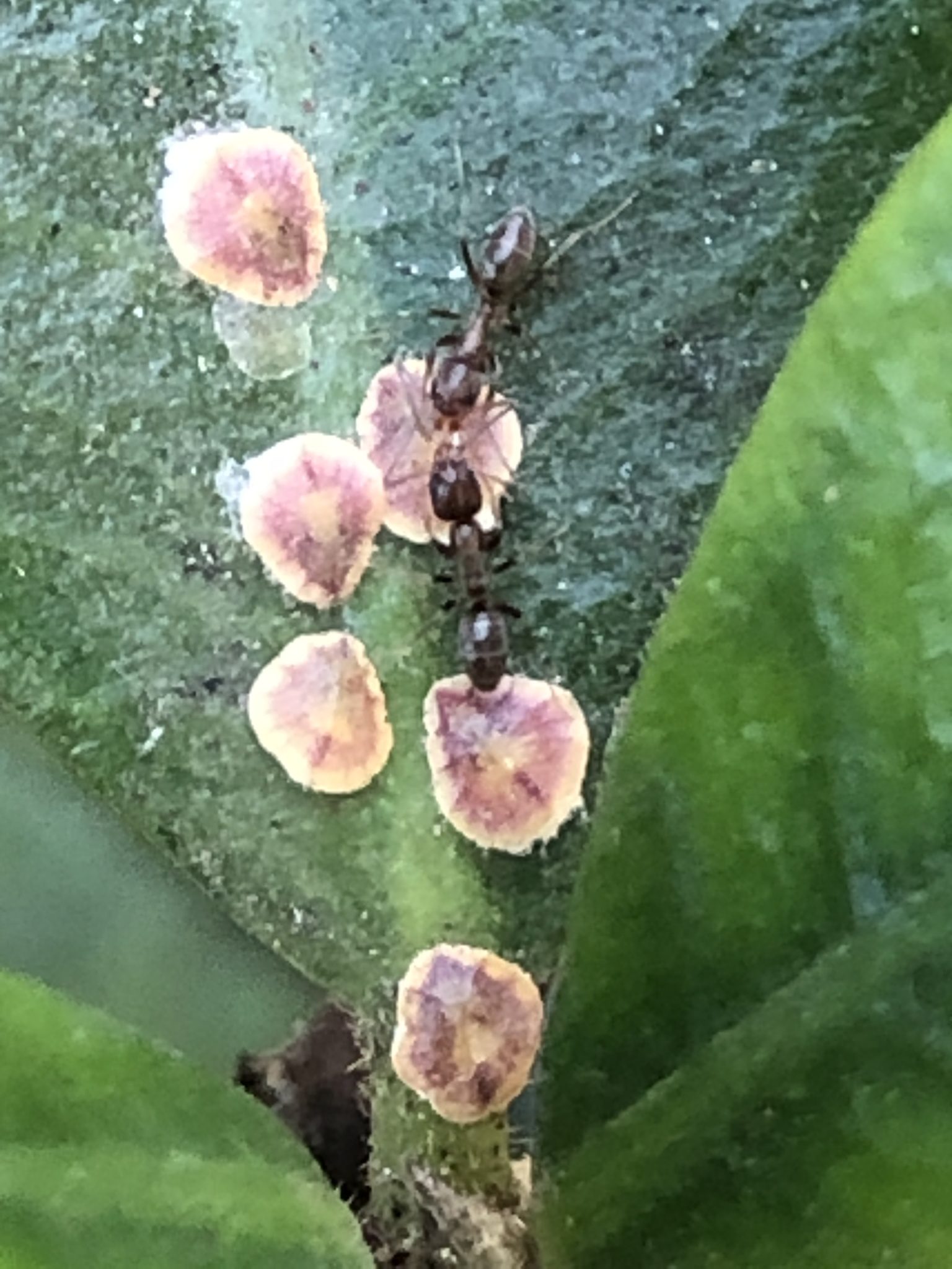 Protopulvinaria pyriformis
