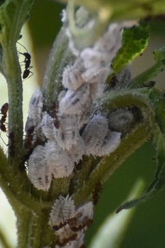 Phenacoccus solenopsis