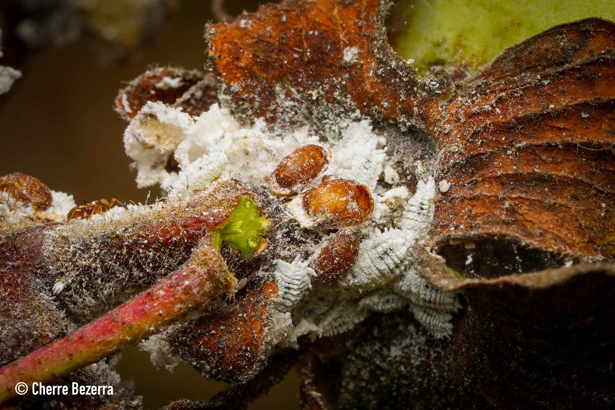 Phenacoccus solenopsis