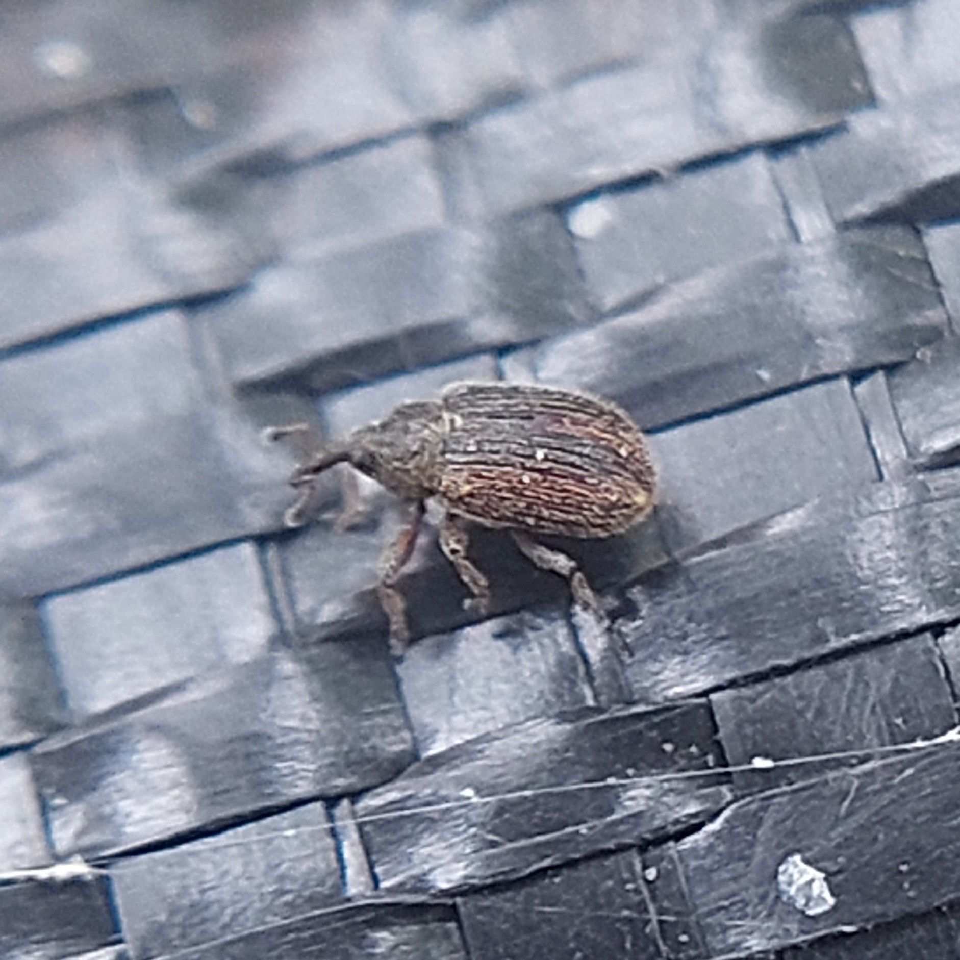 Gymnetron rotundicolle