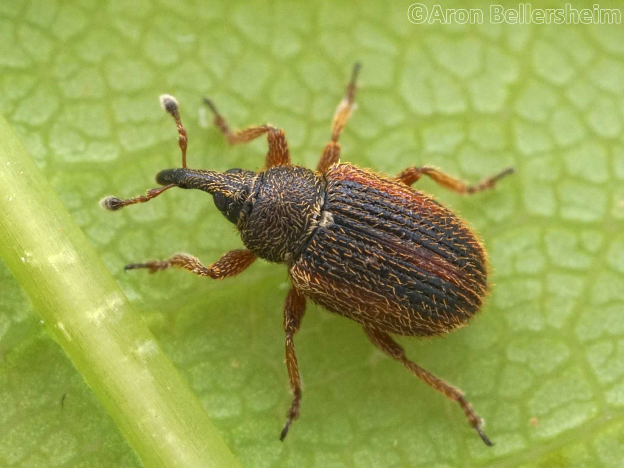 Gymnetron rotundicolle