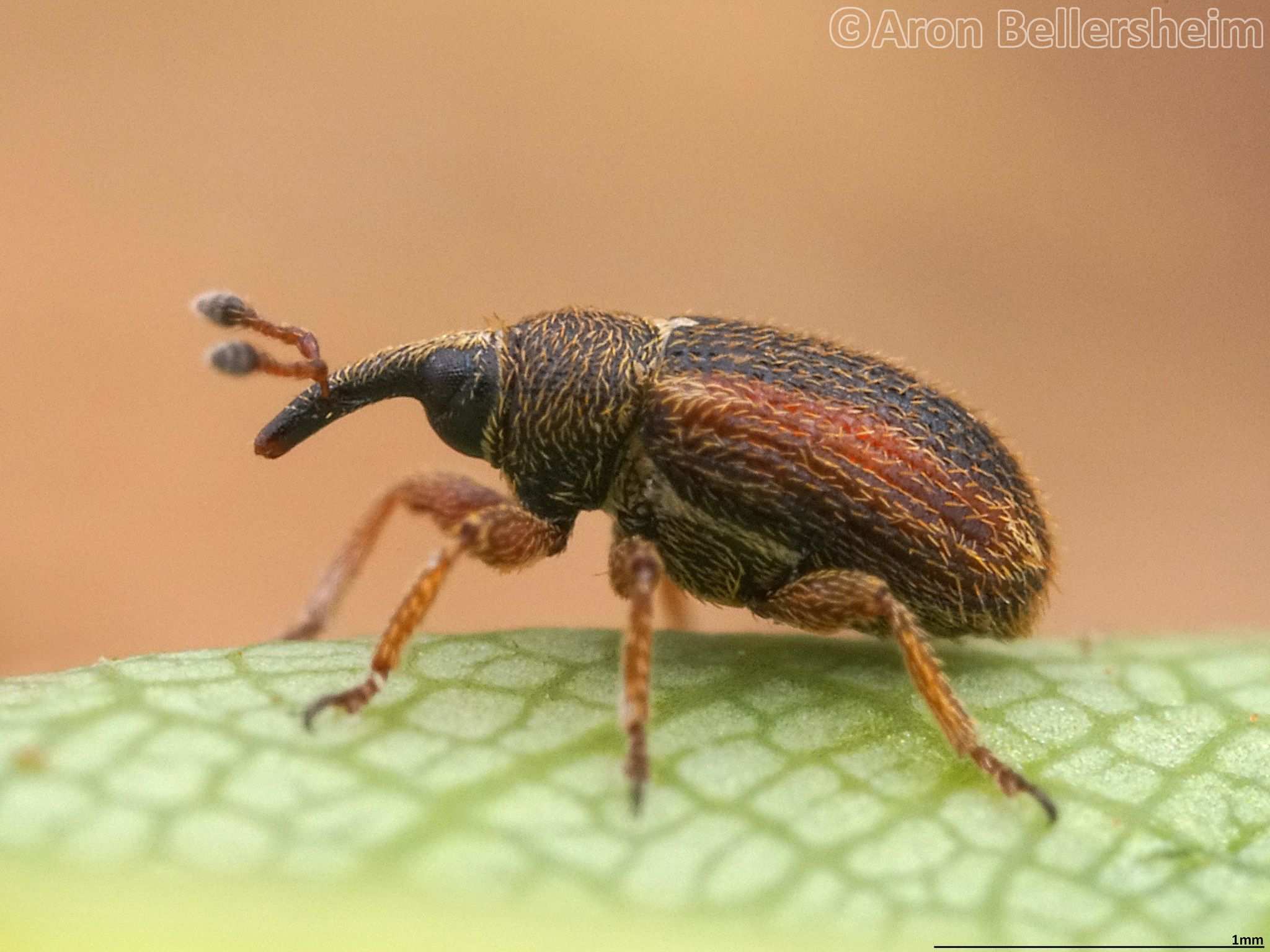 Gymnetron rotundicolle