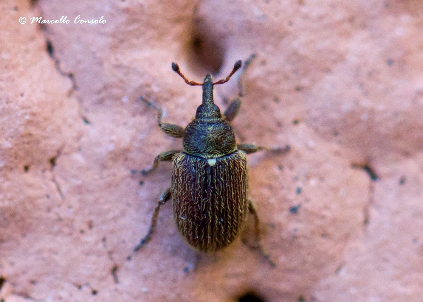 Gymnetron rotundicolle
